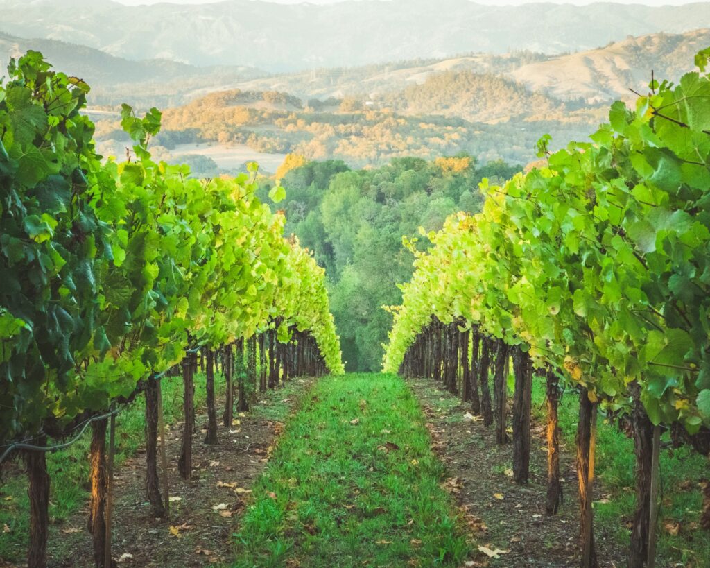 Bordeaux vs. Californien: Forskellene på Merlot fra verden største vinregioner